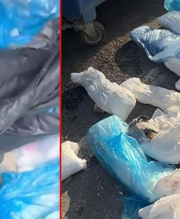 İzmir’de 33 kedinin ölü bulunduğu olayda yeniden gözaltına alınan veteriner tutuklandı