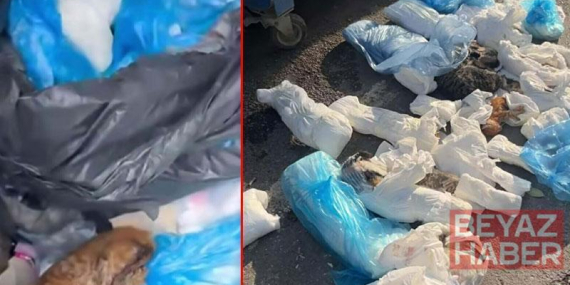 İzmir’de 33 kedinin ölü bulunduğu olayda yeniden gözaltına alınan veteriner tutuklandı