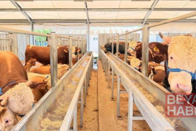 İstanbul İl Sağlık Müdürü Güner: Kurban kesimi sırasında 869 kişi yaralandı