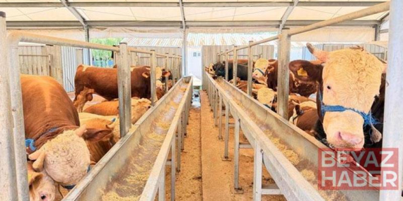 İstanbul İl Sağlık Müdürü Güner: Kurban kesimi sırasında 869 kişi yaralandı