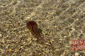 Saros’ta, zehirli ‘Pusula Denizanası’ görüldü