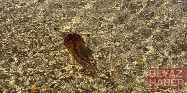 Saros’ta, zehirli ‘Pusula Denizanası’ görüldü