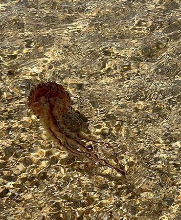 Saros’ta, zehirli ‘Pusula Denizanası’ görüldü
