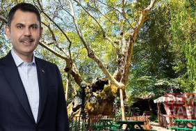 Bakan Kurum, koruma altındaki anıt ağacın hikayesini paylaştı