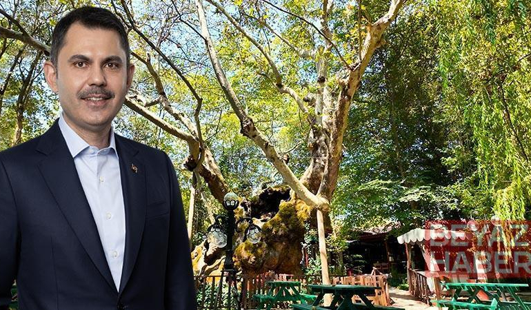 Bakan Kurum, koruma altındaki anıt ağacın hikayesini paylaştı