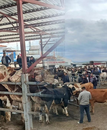 Pazarda hareketlilik sürüyor: Dev kurbanlığın fiyatı dudak uçuklattı