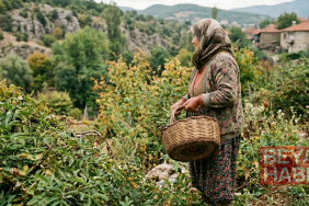 Kendiliğinden yetişiyor, kilosu 850 lira: Türkiye şurubunu yapıpı yurt dışına satıyor