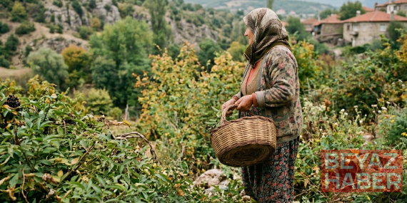 Kendiliğinden yetişiyor, kilosu 850 lira: Türkiye şurubunu yapıpı yurt dışına satıyor