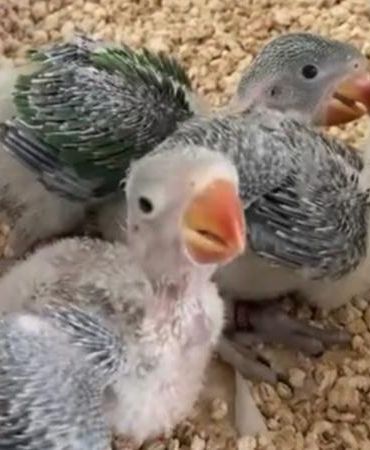Yasa dışı satılmak istenen 3 yavru İskender papağanı korumaya alındı