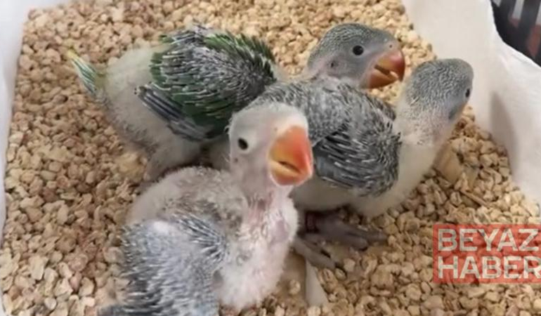 Yasa dışı satılmak istenen 3 yavru İskender papağanı korumaya alındı