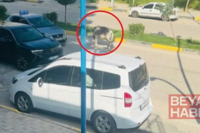 Kara yoluna çıkan başıboş eşek nedeniyle trafik aksadı