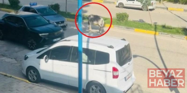 Kara yoluna çıkan başıboş eşek nedeniyle trafik aksadı