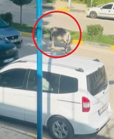 Kara yoluna çıkan başıboş eşek nedeniyle trafik aksadı