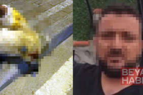 Oğlunu ısıran köpeği öldüren kişiye verilen beraat kararını istinaf bozdu