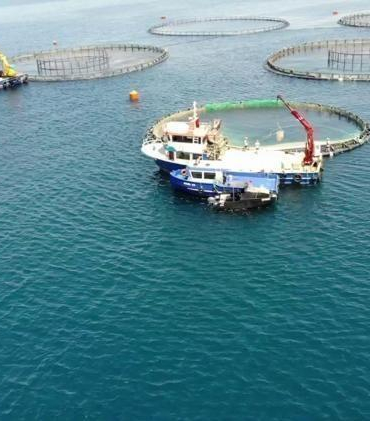 TÜİK: Su ürünleri üretimi 2025 yılında yüzde 11,1 arttı