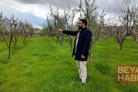 Diş hekimi, memleketine 2 bin ceviz fidanı dikti