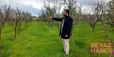 Diş hekimi, memleketine 2 bin ceviz fidanı dikti