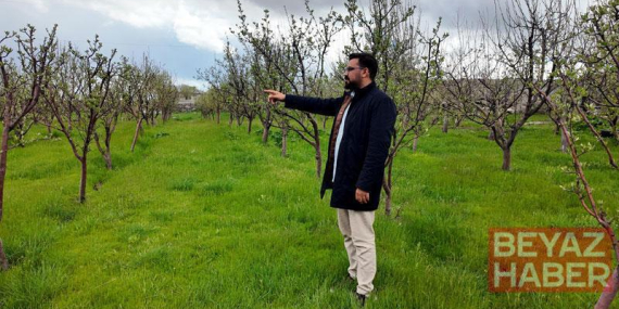 Diş hekimi, memleketine 2 bin ceviz fidanı dikti