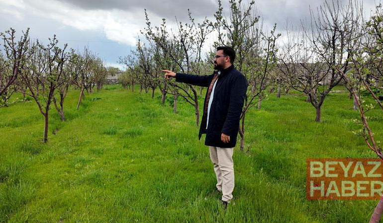 Diş hekimi, memleketine 2 bin ceviz fidanı dikti