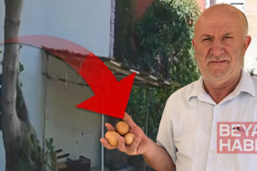 'Delil var ama polise gidemiyoruz' | Her gün yumurtaları çalınıyordu: Kamera kurunca hayrete düştü!