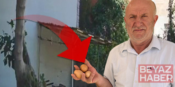 'Delil var ama polise gidemiyoruz' | Her gün yumurtaları çalınıyordu: Kamera kurunca hayrete düştü!
