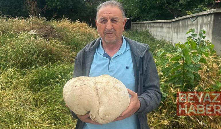 Bahçesinde 3,5 kiloluk mantar buldu