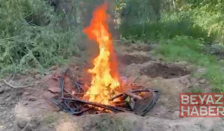 Hevsel Bahçeleri’nde 12 bin 174 kök kenevir ele geçirildi