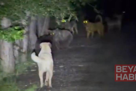 Kızılcahamam’da başıboş köpeklerin, ayılarla karşı karşıya geldiği anlar kamerada