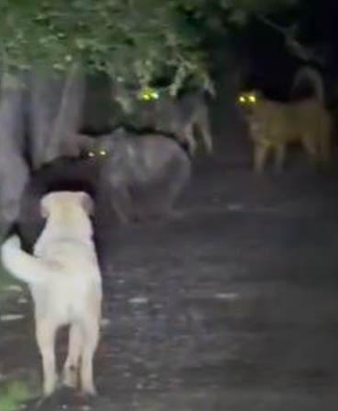 Kızılcahamam’da başıboş köpeklerin, ayılarla karşı karşıya geldiği anlar kamerada