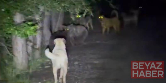 Kızılcahamam’da başıboş köpeklerin, ayılarla karşı karşıya geldiği anlar kamerada