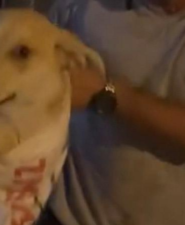 Çuvala koyulan köpeği, hayvansever kadın kurtardı