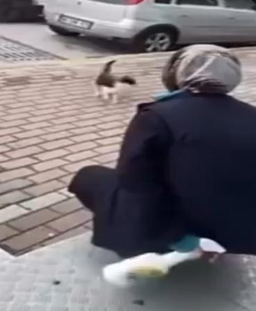 Kedinin yüzüne sprey sıkan market çalışanı beraat etti