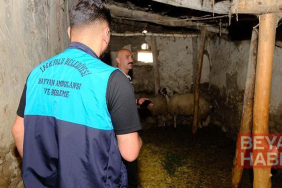 Van’da kuduz vakası sonrası mahalle karantinaya alındı