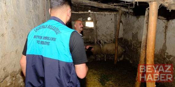 Van’da kuduz vakası sonrası mahalle karantinaya alındı