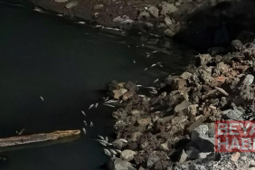 Bakırköy Çırpıcı Deresi’nde toplu balık ölümü