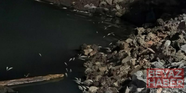 Bakırköy Çırpıcı Deresi’nde toplu balık ölümü