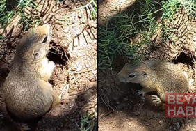 Piknikçi gençler yuvasına girmeye çalışan sincabı görüntüledi;