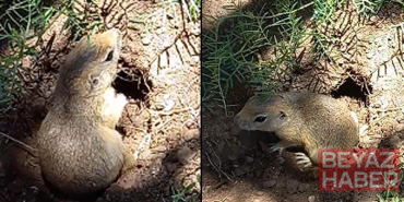 Piknikçi gençler yuvasına girmeye çalışan sincabı görüntüledi;