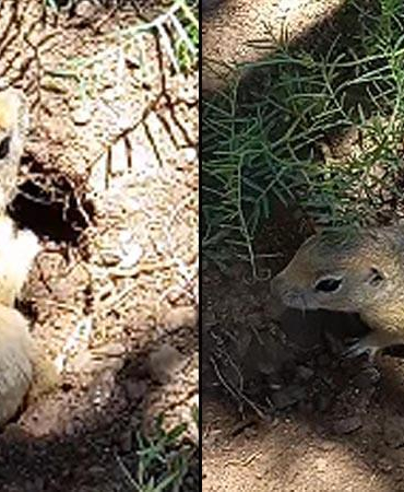 Piknikçi gençler yuvasına girmeye çalışan sincabı görüntüledi;