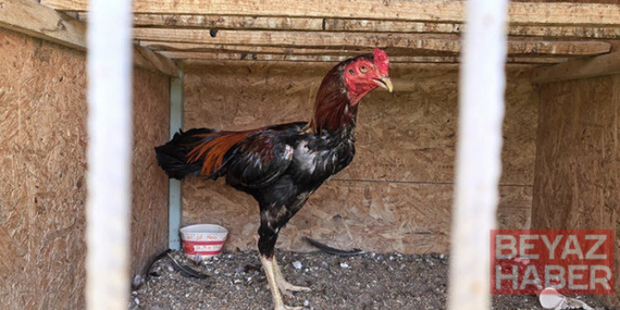 Horoz dövüşüne baskın! Bahis oynayan 50 kişiye 650 bin TL ceza