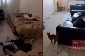 Savcılık kararıyla girilen çöp evdeki 6 kedi koruma altına alındı