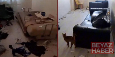 Savcılık kararıyla girilen çöp evdeki 6 kedi koruma altına alındı