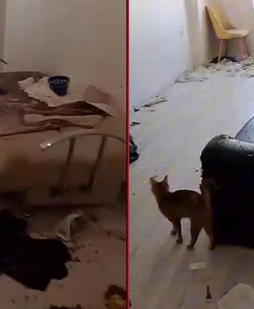 Savcılık kararıyla girilen çöp evdeki 6 kedi koruma altına alındı