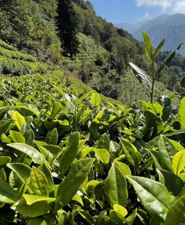 ÇAYKUR'un birinci sürgün yaş çay alımları devam ediyor