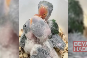 3 yavru İskender papağanı kaçakçılardan kurtarıldı