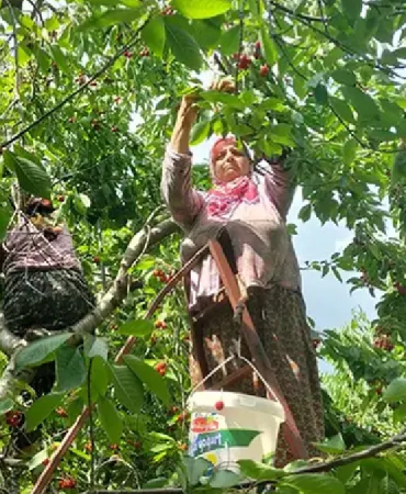 Kırmızı hasat başladı: 35 ülke almak için şimdiden sıraya girdi