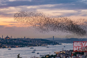 İstanbul'a kadar ulaştılar! Sürüler halinde Türkiye'ye geliyorlar