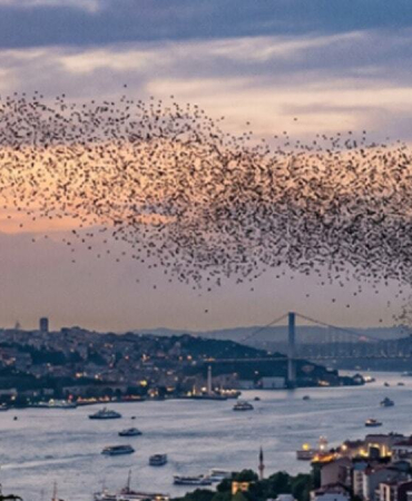 İstanbul'a kadar ulaştılar! Sürüler halinde Türkiye'ye geliyorlar
