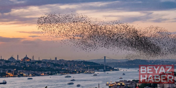 İstanbul'a kadar ulaştılar! Sürüler halinde Türkiye'ye geliyorlar