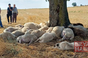 Yağmurdan sığındıkları ağaca yıldırım düştü, 30 koyun telef oldu